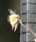 Anthers villous and mucronate